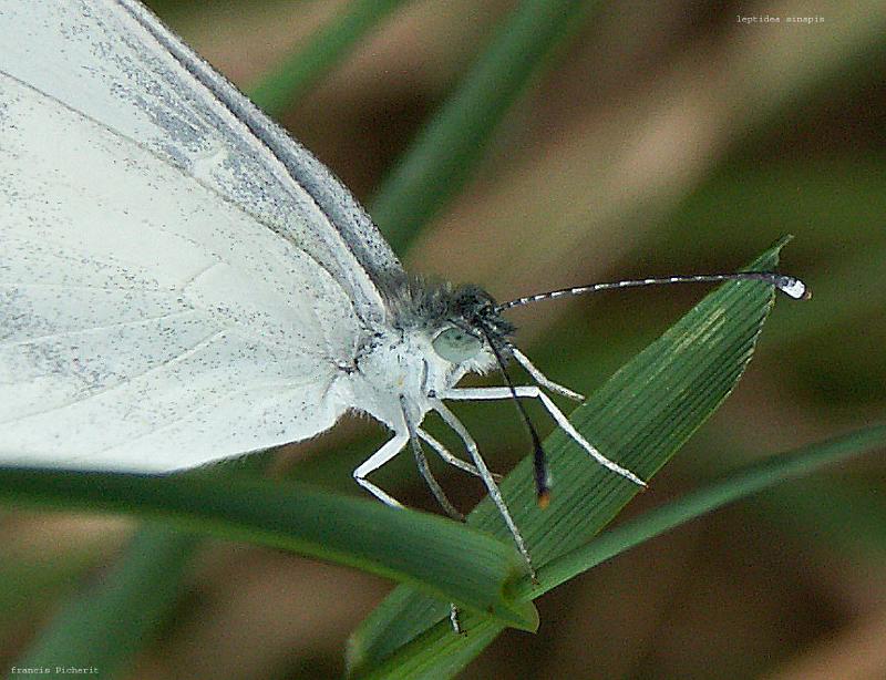 sinapis 5.jpg